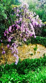 Purple flowers blooming in garden