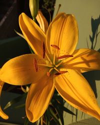 Close-up of yellow lily