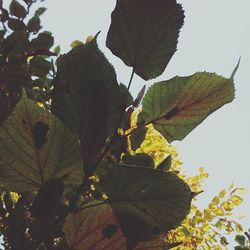 Close-up of plant against sky