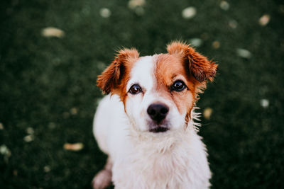 Portrait of cute jack russell dog smiling outdoors sitting on the grass, summer time