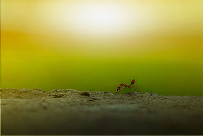 Close-up of insect on rock