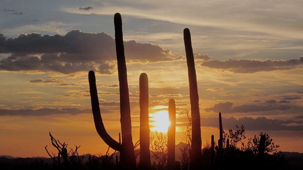 Saguaro national park