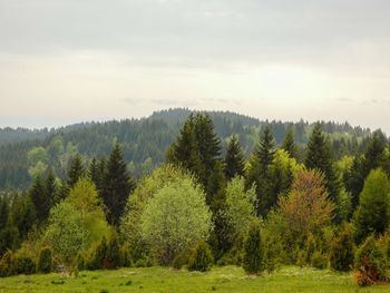 Pine trees in forest against sky