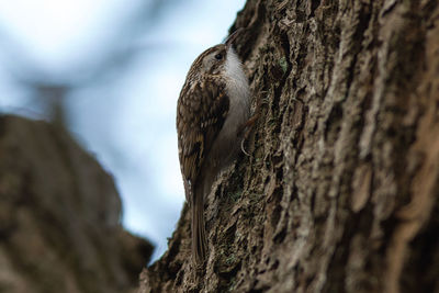 Low angle view of lizard on tree trunk