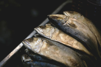 High angle view of fish for sale in market
