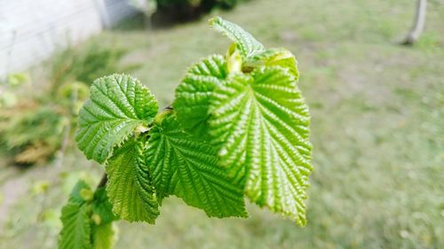 Close-up of leaves