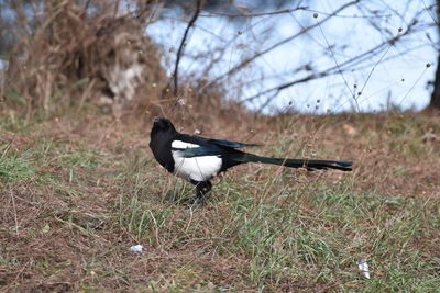 Bird perching on a field