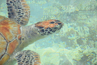 Close-up of turtle in sea