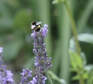 Close-up of bee on purple flower