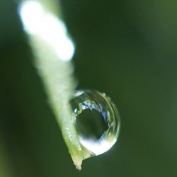 Close-up of water drops on leaf