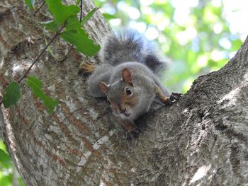 Squirrel on tree trunk