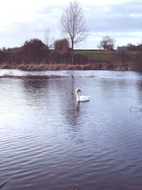 Swan swimming in lake