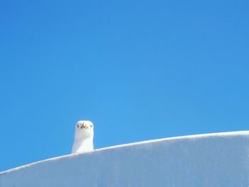 Low angle view of seagull against blue sky