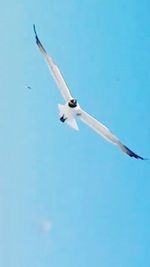 Low angle view of bird flying against blue sky