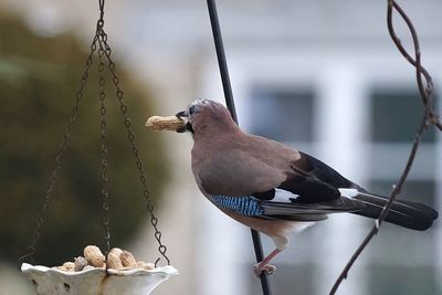 Close-up of bird holding peanut using beak