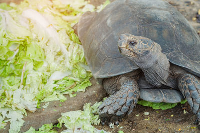 Close-up of turtle on field