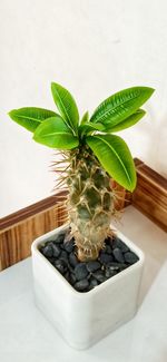 High angle view of small potted plant on table