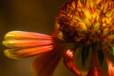 Close-up of orange flower