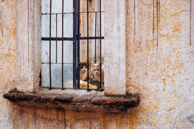 View of a dog looking through window