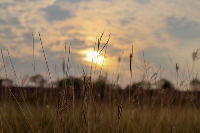 Wheat field against sky during sunset