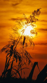 Low angle view of silhouette plants against sky during sunset