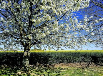 View of cherry blossom from tree