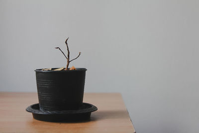 Close-up of potted plant on table