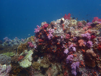 View of coral swimming in sea