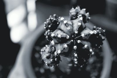 Close-up of flowers