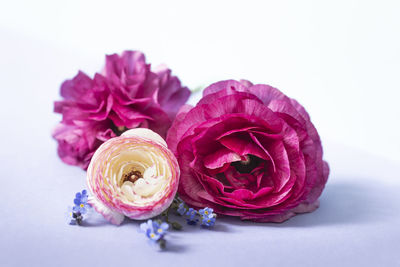 Close-up of rose bouquet against white background