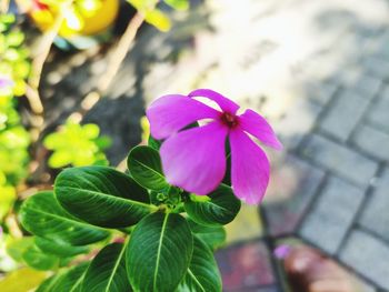 Close-up of pink flowering plant