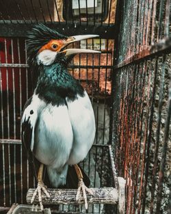 Close-up of bird perching in cage