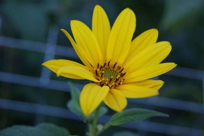 Close-up of yellow flower