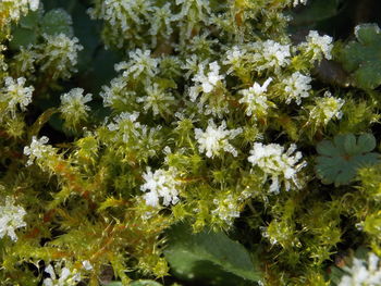 High angle view of flowers in water