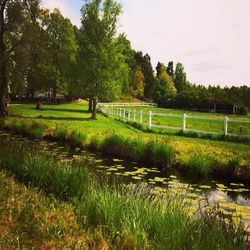 Trees on grassy field