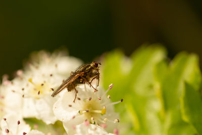 Close-up of insect on flower