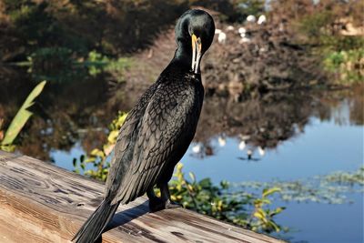 Close-up of bird perching on wood against lake