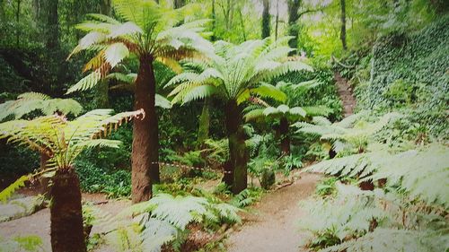 Trees in forest