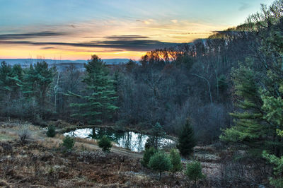 Trees in forest during sunset