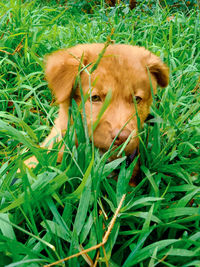 Portrait of a dog on field