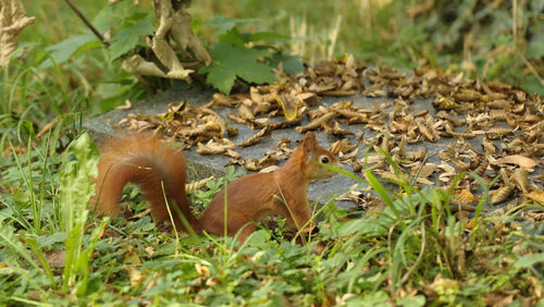 Close-up of squirrel on field