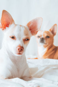 Close-up of two dogs