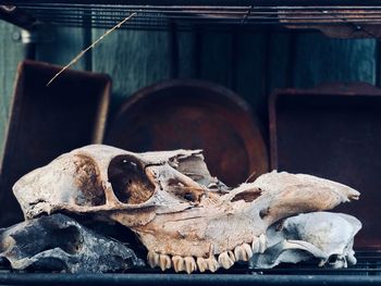 Close-up of animal skull