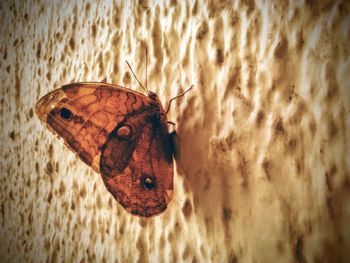 Close-up of butterfly on sand at beach