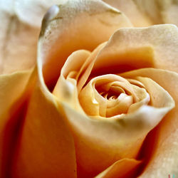 Close-up of rose flower