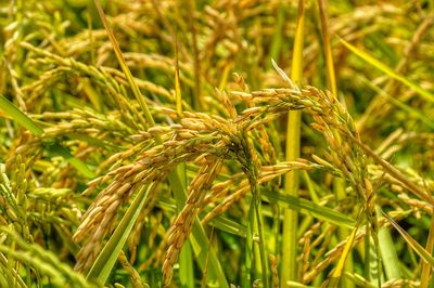 Close-up of wheat growing on field