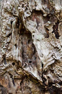 Full frame shot of tree trunk