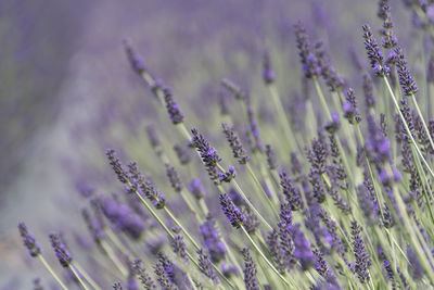 Close-up of purple flowers blooming in field