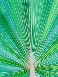 Full frame shot of palm leaf