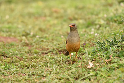 Thrush bird hunting on the ground in bale mountains in ethiopia